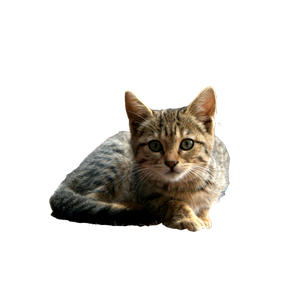 Cute Tabby Kitten Resting Comfortably On A Cozy Mat Indoors With A Curious Expression. 17719 - Cat PNG image with transparent background